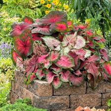 Caladium Flower seeds