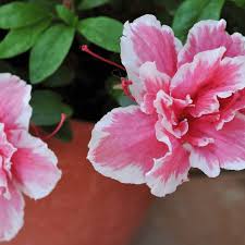 White Red Azalea Flower Bicolor Azalea Seeds Seeds for Planting Heirloom Non-GMO High Germination Organic Garden Seeds