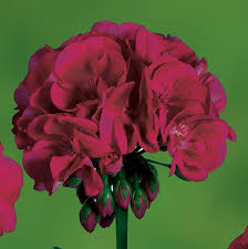 Maroon Geranium Flower Seeds