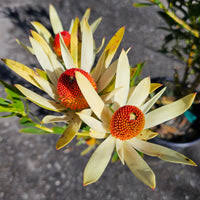 Leucadendron Flower