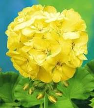 Yellow Fresh Geranium Flower Seeds - Heirloom Non GMO High Germination Organic Garden Seeds for