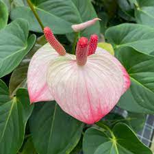 Heirloom Anthurium Princess Amalia Elegance Flower Seeds
