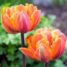 Sunlover Tulip Flower Seeds