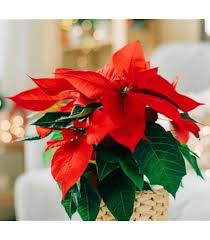 Red Poinsettia Flowre Seeds