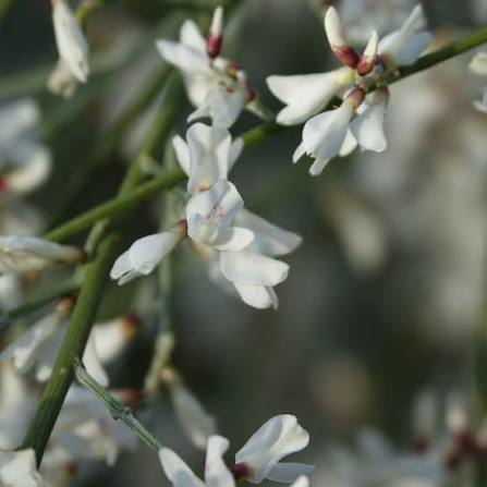 Retama Flower Seeds