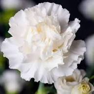 White Carnation Flower Seeds for Planting | Rare Blooming Plants Balcony and Patio Gardening Colorful - Heirloom Non GMO