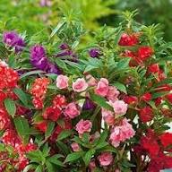 Red Double Desert Rose Flower Seeds - Heirloom, Non-GMO, High Germination Flower Seeds for Planting