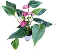 Purple Anthurium Flower Flower Seeds - Heirloom Non GMO High Germination Organic Garden Planting Seeds