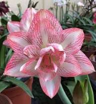 White Pink Amaryllis Flower Fresh