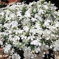 White Lobelia Regatta Flowers Seeds Heirloom Non GMO High Germination Organic Garden Seeds Seeds for Planting Colorful O