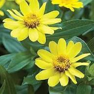 Yellow Yellow Aubrieta Flower Fresh Planting Aubrieta Groundcover Flower Seeds Home Garden Seeds for Planting Heirloom