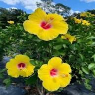 Yellow PC Hibiscus Flower Seeds