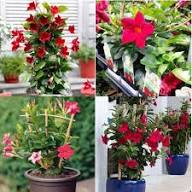 Red Climbing Dipladenia Flower Seeds