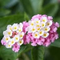 Pink Alyssum Flower Seeds – Rare Blooming Plants Balcony & Patio Gardening Colorful - Heirloom Non GMO High Germination
