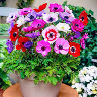 Mixed Anemone Flower Seeds for Planting Exotic Flowering Plants Heirloom Non-GMO High Germination Organic Garden Seeds C