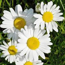 Daisy Flowers seeds