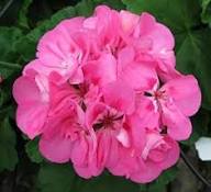 Pink Pink Geranium Flower Fresh Planting Geraniums Flower Seeds Home Garden Planting Lush Seeds for Planting Heirloom