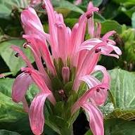 JUSTICIA FLOWER SEEDS HEIRLOOM NON-GMO HIGH GERMINATION ORGANIC GARDEN SEEDS FOR PLANTING Seeds - Heirloom Non GMO High