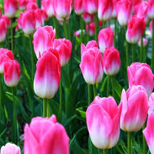 Pink pc Tulip Flower Rare