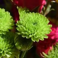 Green Chrysanthemum Flower Seeds for Planting | Exotic Flowering Plants Colorful Backyard Beauty - Heirloom Non GMO High