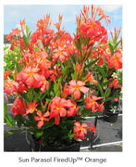 Orange Mandevilla Flower Seeds