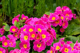 Pink Primrose Flower Seeds