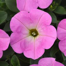 Pink Light Petunia Flower Seeds