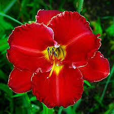 Hemerocallis Flower Seeds