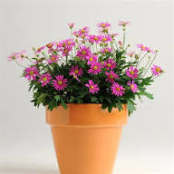 Pink Brachyscome Flower Seeds