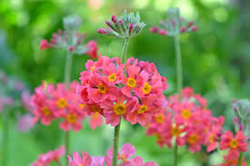 Pink Primula Candelabra Flower Seeds - Heirloom Non GMO Premium Garden Seeds for Planting, High Germination Outdoor Plan