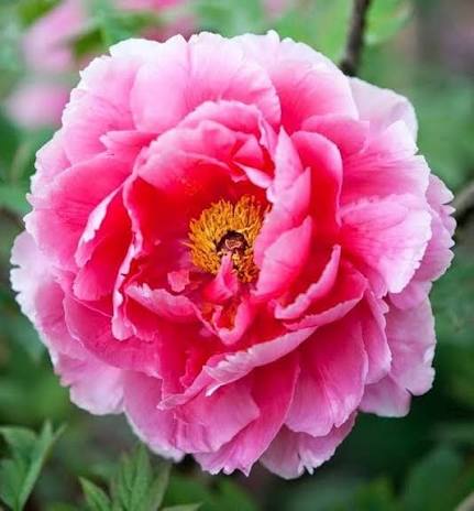 Double Peony Flower