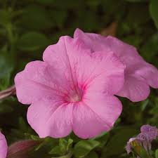 Pink Light Petunia Flower Seeds