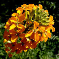 Yellow Erysimum Flower Seeds Rare Blooming Plants Seeds for Planting High Germination Organic Garden Seeds - Heirloom No