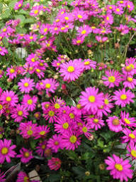 Pink Buddleja Flower Seeds for - Heirloom Non GMO Premium Garden Seeds for Planting, High Germination Outdoor Plants