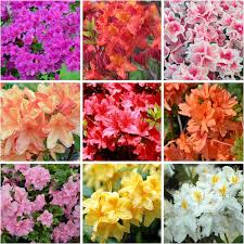 Mixed Azalea Flower Seeds Exotic Flowering Plants - Heirloom Non GMO High Germination Organic Garden Seeds for