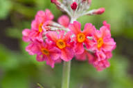 Pink Primula Candelabra Flower Seeds