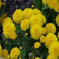 Yellow Chrysanthemum Flower Seeds Rare Blooming Plants Balcony and Patio Gardening Colorful Seeds for Planting - Heirloo