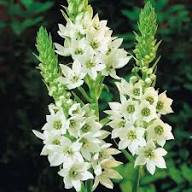 White Chincherinchee Flower Seeds Exotic Flowering Plants Colorful Backyard Beauty Colorful Seeds for Planting - Heirloo