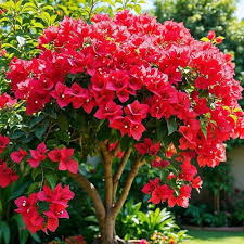 Red Bougainvillea Spectabilis Flower Seeds