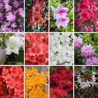 Mixed Azalea Flower Seeds Exotic Flowering Plants - Heirloom Non GMO High Germination Organic Garden Seeds for