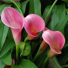 Pink Calla Lily Flower Seeds