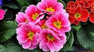 Pink Primula Flower Seeds Heirloom - Heirloom Non GMO Premium Garden Seeds for Planting, High Germination Outdoor Plants