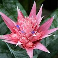 Pink Bromeliad Flower Seeds