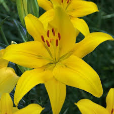 Yellow pardancanda Flower Seeds