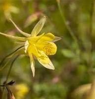 Yellow Aquilegia Flower Seeds for Planting - Fresh Growing Aquilegia Seeds for Home Garden