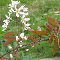 Amelanchier Flower Seeds Heirloom Non-GMO Premium Organic Garden Seeds for Colorful Gardens