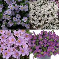 Mixed Bacopa Flower Seeds