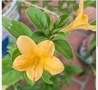 Yellow Lunaria Flowers Seeds Heirloom Non GMO High Germination Organic Garden Seeds Colorful Seeds for Planting - Heirlo