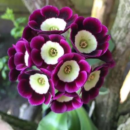 Mixed Rose Primula Flower Seeds