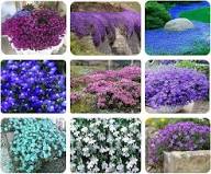 Mixed Creeping Thyme Flower Seeds - Heirloom Non GMO High Germination Flower Seeds for Planting